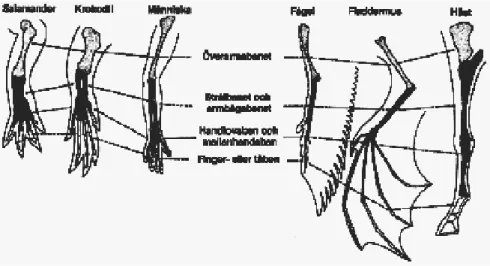 Gambar  3:  Homologi  diantara  organ  tubuh 