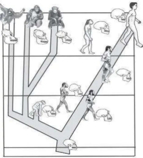 Gambar 7.1 Evolusi manusia 