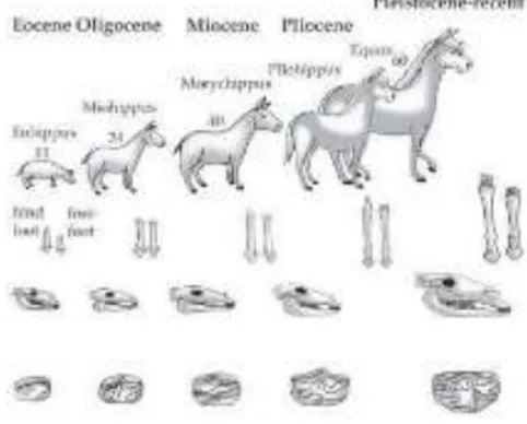 Gambar 7.12 Evolusi kuda 