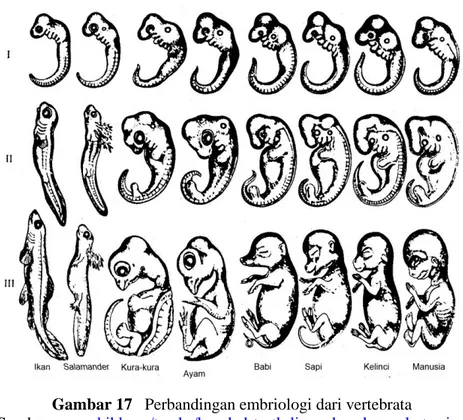 Gambar 17   Perbandingan embriologi dari vertebrata  