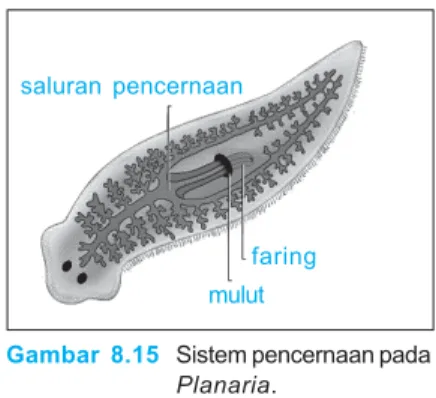Gambar 8.16 Schistosoma mansoni salah satu jenis cacing Trematoda.