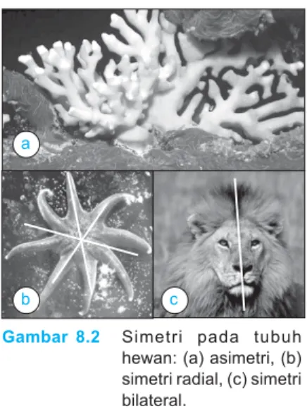 Gambar 8.3 Segmentasi tubuh pada cacing tanah tampak jelas.