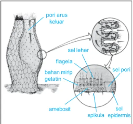 Gambar 8.4 Struktur tubuh Porifera.