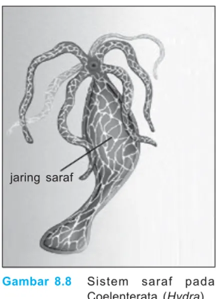 Gambar 8.8 Sistem saraf pada Coelenterata (Hydra).