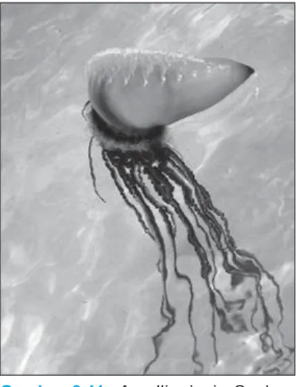 Gambar 8.11 Aurellia, jenis Coelen- Coelen-terata yang berbentuk medusa.