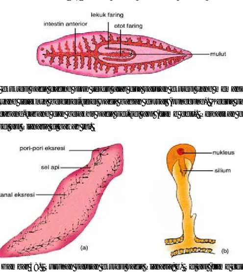Gambar 37. Susunan saluran pencernaan Planaria 