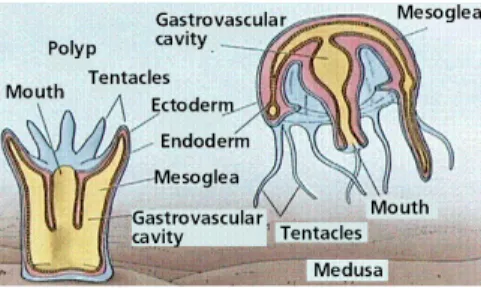 Gambar  33.  Struktur dari Polip dan Medusa. 