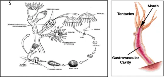 Gambar 34. Daur hidup Obelia dan Struktur tubuh Hydra .  2. Scyphozoa 