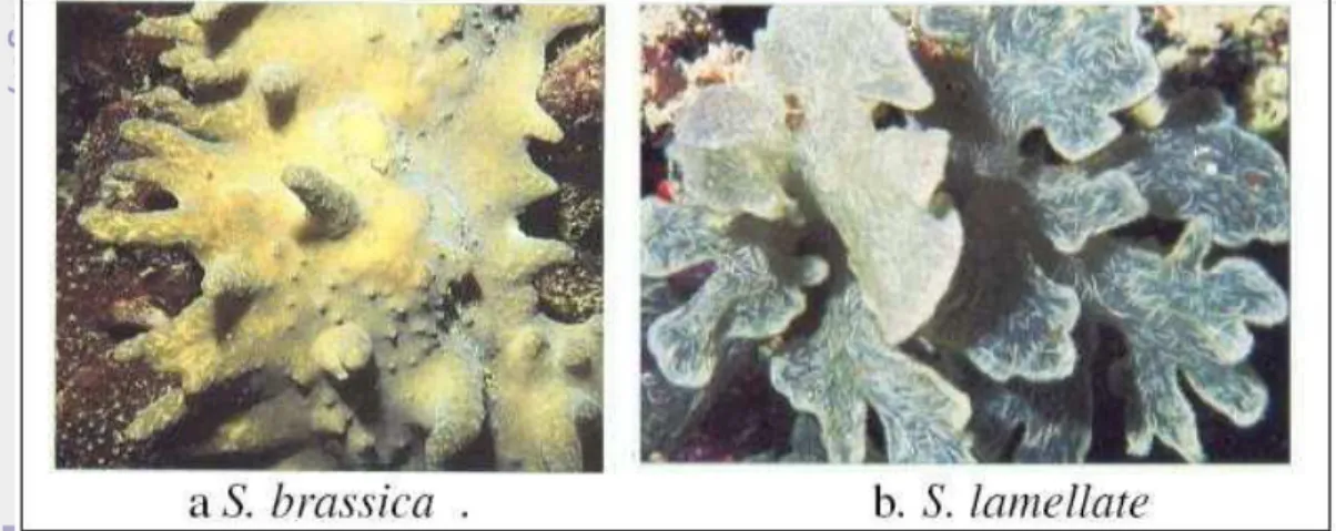 Gambar 1. a. S. Brassica dan b. S. lamellate 