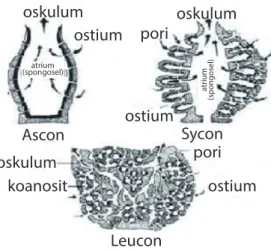 Gambar tipe saluran air Porifera terdiri dari ascon, sycon dan rhagon/ leucon.