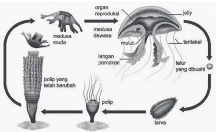 Gambar metagenesis Aurelia [Sumber : Glen and Susan Toole]