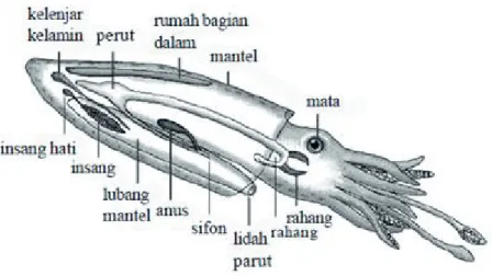 Gambar loligo [Sumber : Biology, Raven]