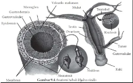 Gambar 2.3 Anatomi tubuh Hydra