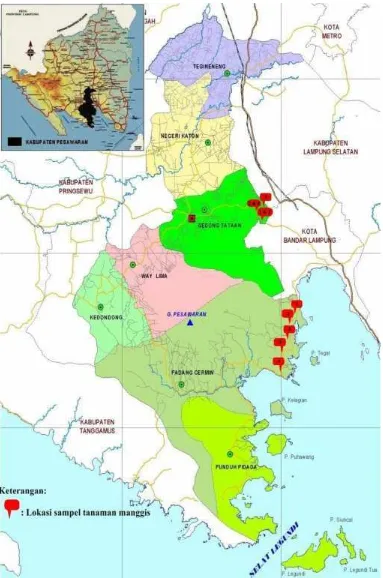 Gambar 1. Lokasi pengambilan sampel tanaman manggis pada dua lokasi diwilayah Kabupaten Pesawaran, yaitu di Gebang Hanura KecamatanPadang Cermin dan Kurungan Nyawa Kecamatan Gedong Tataan.