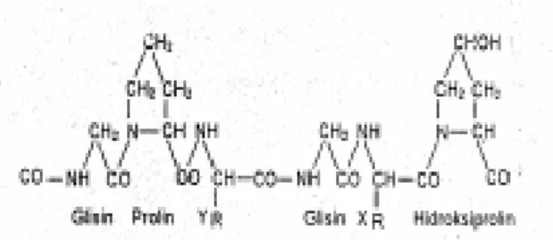 Gambar 2. Struktur kimia gelatin (Grobben et al., 2004) 