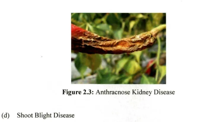 Figure 2.4: Shoot Blight Disease 