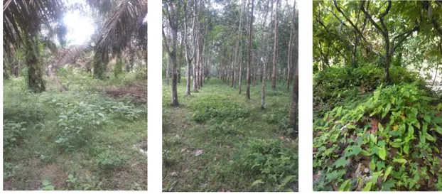 Gambar 1.  Kondisi Ekosistem Perkebunan di Kecamatan Pulau Punjung  Kenagarian Gunung Selasih (a) Ekosistem Tanaman Kelapa Sawit; 