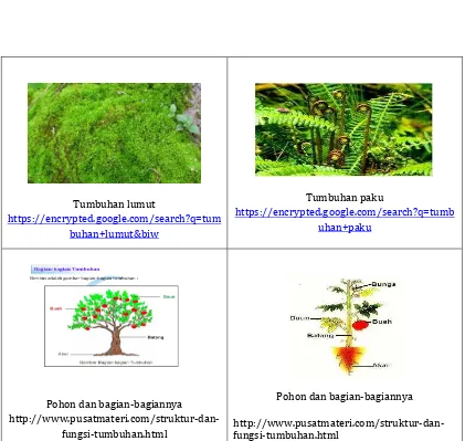 Gambar 2.1 Tumbuhan lumut, tumbuhan paku, dan bagian-bagian pohon 