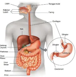 Gambar 1.1 Alat pencernaan manusia 