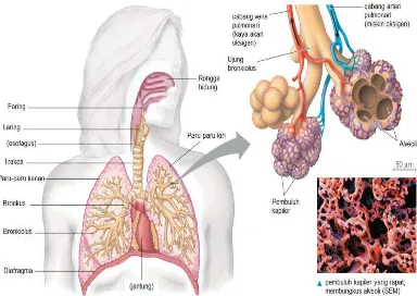 Gambar 1.2 Alat pernapasan manusia 