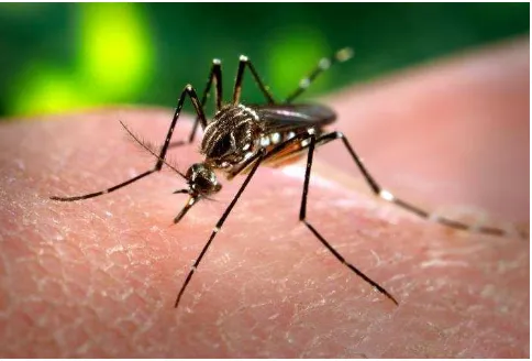 Gambar 3.  Nyamuk Aedes aegypti 