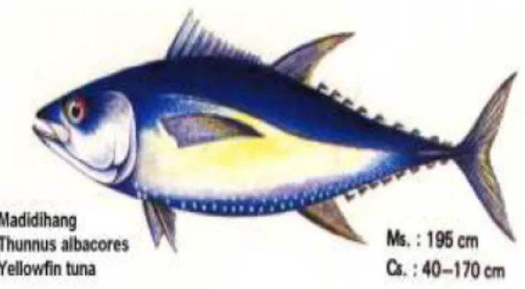 Gambar 1. Morfologi ikan tuna (Thunnus sp.)  Sumber: Wicaksono (2009) 