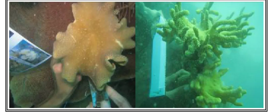 Gambar 11. Pemilihan dan pemotongan bibit karang lunak (Alcyonacea). 