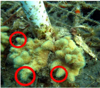 Gambar 24. Sampel spesies Sinularia dura yang dilakukan pengamatan struktur  histologi (      = bagian cabang yang dievaluasi secara histologis)