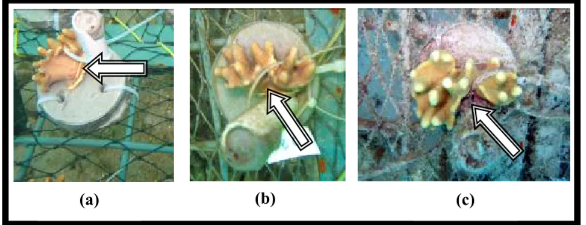 Gambar 12. Proses adaptasi karang lunak spesies Lobophytum strictum hasil  fragmentasi pada kedalaman 3 m (periode Juni-Agustus 2007)