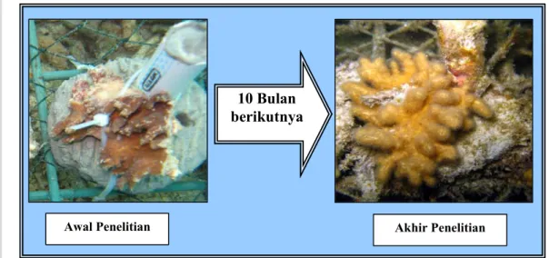 Gambar 15. Pertumbuhan fragmen karang lunak spesies Sinularia dura pada awal  penelitian hingga akhir penelitian (selama 10 bulan)