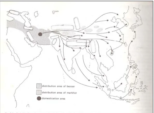 Gambar 2  Postulat penyebaran kambing piara ( ●) ke Asia Timur  dan  Tenggara  Sumber Devendra dan Nozawa  (1976) 