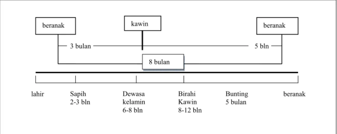 Gambar 4  Siklus reproduksi kambing betina agar dapat beranak 3 kali dalam                    2  tahun atau beranak setiap 8 bulan (Mulyono 2004)