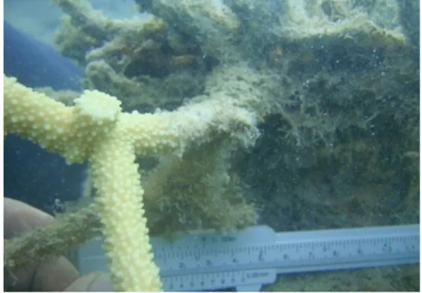 Gambar 12. Persaingan antara karang dengan alga  Sumber: Doc. PKSPL-IPB 