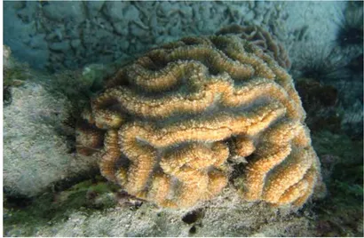Gambar 1.  Lobophyllia hemprichii (Sumber : Koleksi Pribadi, 2008)  Klasifikasi karang batu menurut Dana (1848) dalam Veron (1986) adalah :  Filum :  Cnidaria 