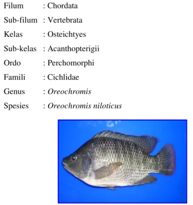 Gambar ikan nila (Oreochromis niloticus) dapat dilihat pada Gambar 1. Klasifikasi  ikan nila (Trewavas 1982 diacu dalam Suyanto 1994) adalah sebagai berikut: 