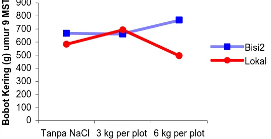 Gambar 3.  Perbedaan antara Bobot Kering (g) Tanaman Jagung pada Varietas yang  Mendapat Perlakuan Pemberian NaCl pada Umur 9 MST