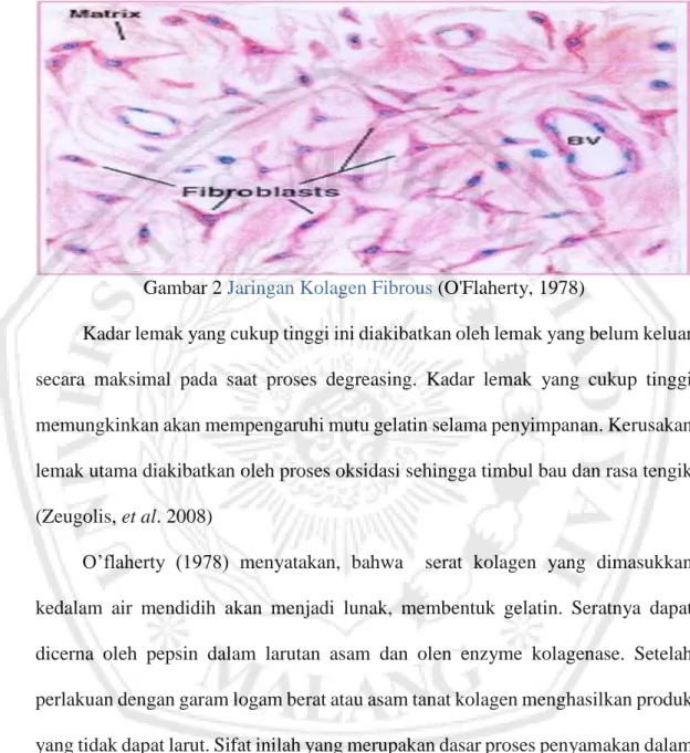Gambar jaringan kolagen fibrous seperti pada gambar 2. 