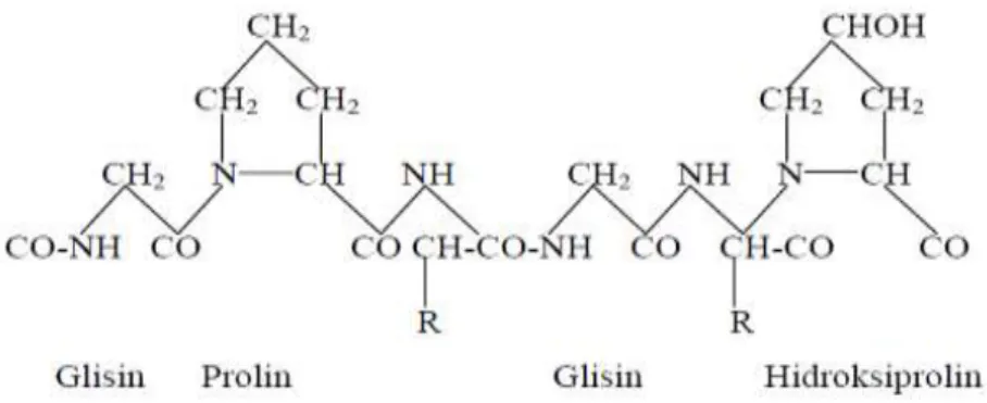 Gambar 2.1. Struktur kimia gelatin (Poppe, 1992) 