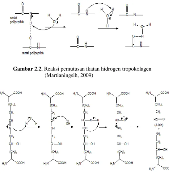 Gambar 2.2. Reaksi pemutusan ikatan hidrogen tropokolagen                                          (Martianingsih, 2009) 