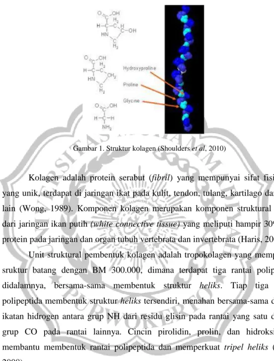 Gambar 1. Struktur kolagen (Shoulders et al, 2010) 