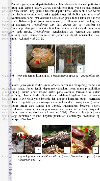 Gambar 6 Penyakit jamur kontaminan (Trichoderma spp.) (a) (Aspergillus sp.) 