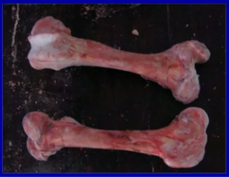 Gambar 3  Tulang femur sapi. 