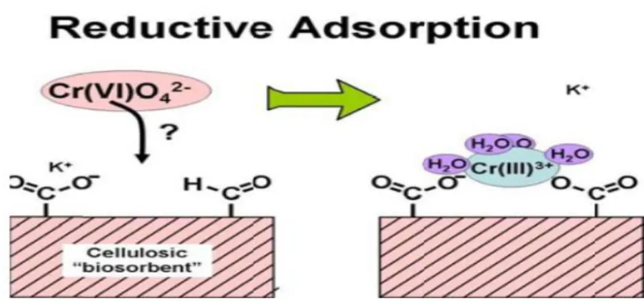 Gambar 6. Adsorbsi Logam Kromium oleh Selulosa (Hubble et al. 2011)  Asam  nitrat  dan  asam  fosfat  merupakan  asam  yang  sering  digunakan  dalam  modifikasi  biomassa,  selain  HCl  dan  asam  sitrat