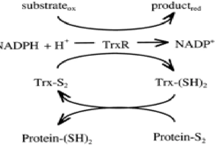 Gambar 3 Mekanisme aktivitas thioredoxin reduktase (Leichert et al. 2003)  