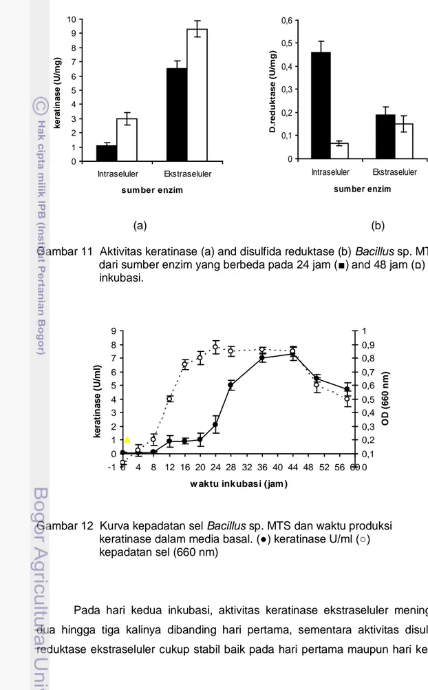 Gambar 11  Aktivitas keratinase (a) and disulfida reduktase (b) Bacillus sp. MTS           dari sumber enzim yang berbeda pada 24 jam ( ■) and 48 jam (ם)           inkubasi