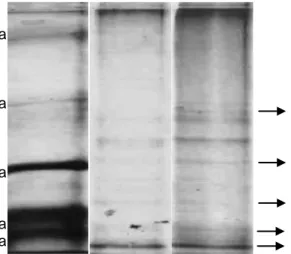 Gambar 13  Elektroforesis SDS-PAGE filtrat bebas sel Bacillus sp. MTS hari          pertama dan kedua inkubasi