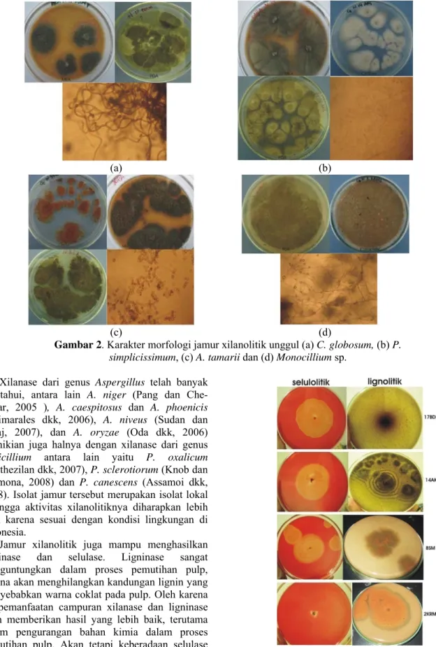 Gambar 2. Karakter morfologi jamur xilanolitik unggul (a) C. globosum, (b) P. 