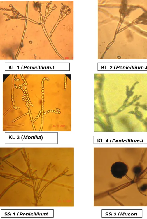 Gambar  2.  Gambaran  mikroskopik  organ  pembentuk  spora  isolat  KL  1-4  dan  SS  1-2  (perbesaran 400X)  KL 1 (Penicillium 1 ) KL 3 (Monilia)  KL 2 (Penicillium 2 ) KL 4 (Penicillium3) SS 1 (Penicillium) SS 2 (Mucor) 