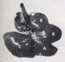 Gambar 7. Hati Tikus Putih  (A. Lobus media; B. Lobus lateral dextra; C.  Lobus lateral sinistra; D