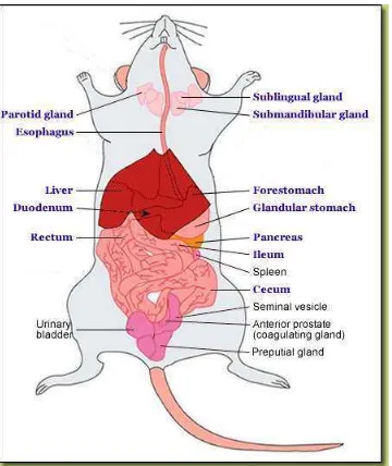 Gambar 8. Anatomi Umum Tikus Putih (Conti  et al., 2004) 